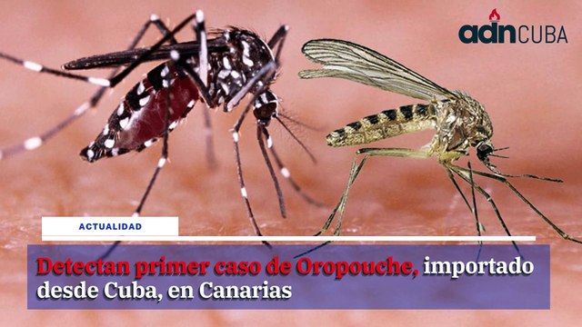 Las noticias más leídas en ADN Cuba hoy Agosto 15