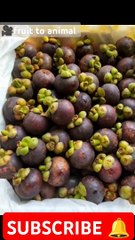 fruit to animal - Mangosteen convert into bird- the fruit turn into animal- fruits change to animal