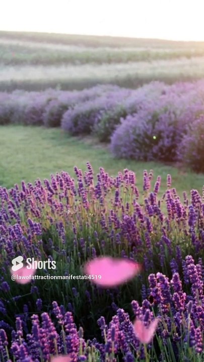 1919 Angel Number:  Your Soul Mission is Calling! 
