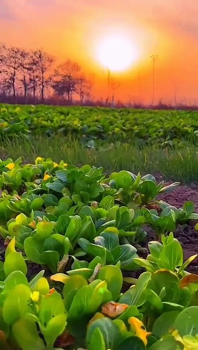 Greenery