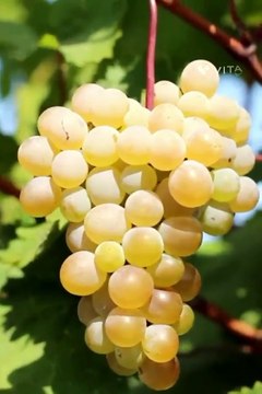 Unlocking the Secret Powers of Grapes: Incredible Health Benefits & Surprising Facts!
