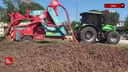 Ordu'da yılda sadece 1,5 ay çalışıyorlar, saatte 3 bin 500 TL kazanıyorlar