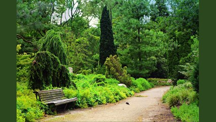 Mental Health and Islam| Mental Health| Islam