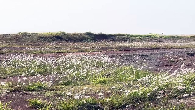 Voo comercial trazendo corpos de Laiana Vasatta e Edilson Hobold pousa no Aeroporto de Cascavel