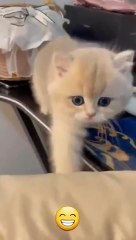 Funny cat videos _ cute cats _ Try not to laugh _ Cat videos Compilation #shorts