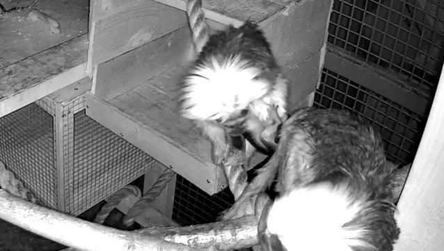 Birth of critically endangered cotton top Tamarin monkey captured on video