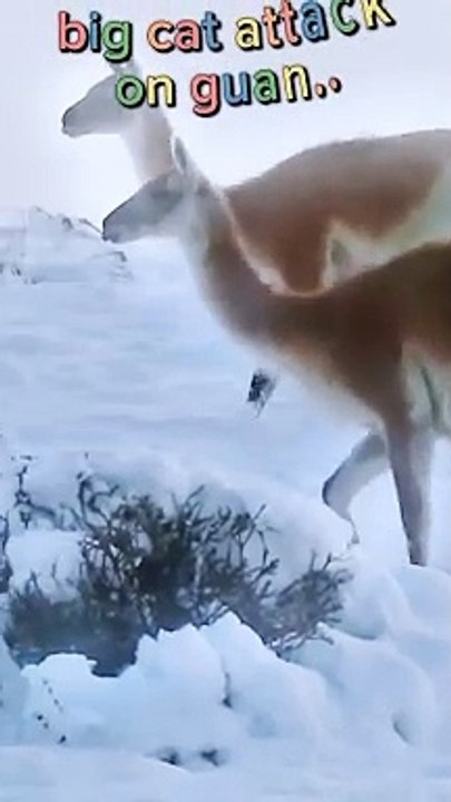 Lion attack on gonna