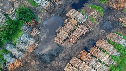 Estados Unidos busca frenar delitos ambientales