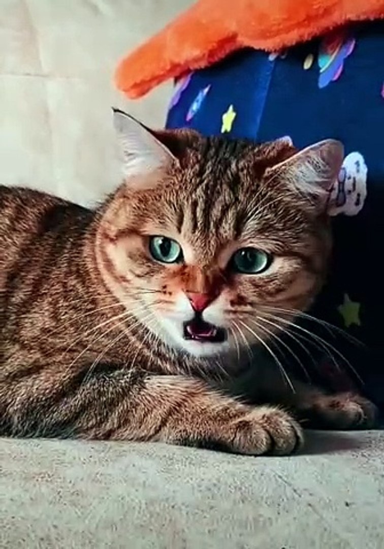 Cats|Cats funny|Cat