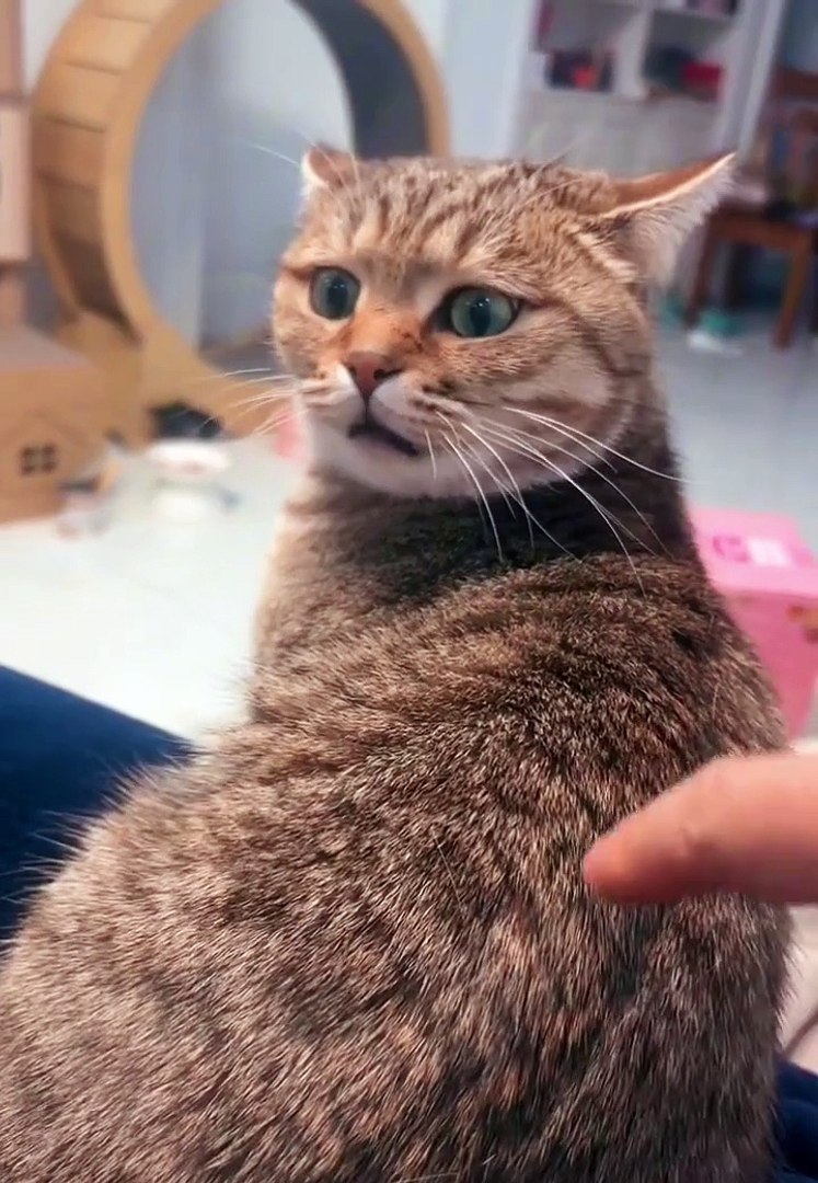 Cats|Cats funny|Cat