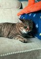 Cats|Cats funny|Cat