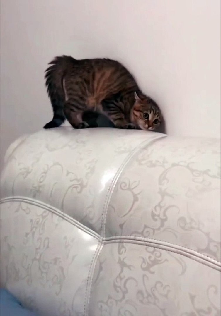 Cats|Cats funny|Cat