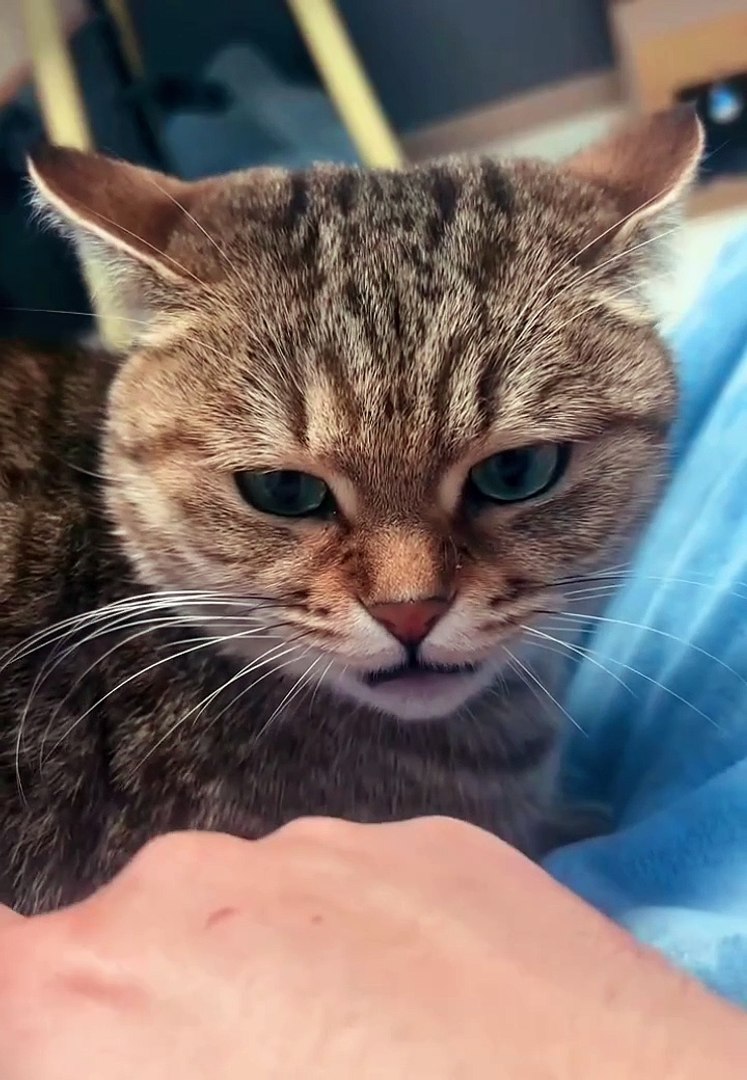Cats|Cats funny|Cat