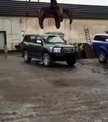 Attempt of utilization an armored Land Cruiser (video)