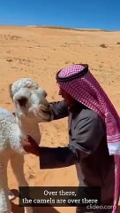 baby camel needs milk amazing video