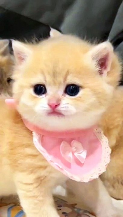 Cat child cate nice beautiful #naturalbeauty933 #beauty#natural#night#video#hotvideo#trendvideo#trending#videoforyou#news#sjortvideo