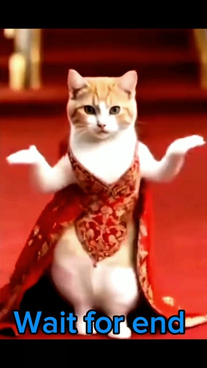 Cat donce video