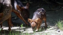 Tiny Pudu puda debuts at the Queens Zoo