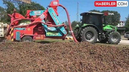 Fındık hasadı başladı! Yılda 1 buçuk ay çalışan patozcular saatte 3 bin 500 TL kazanıyor