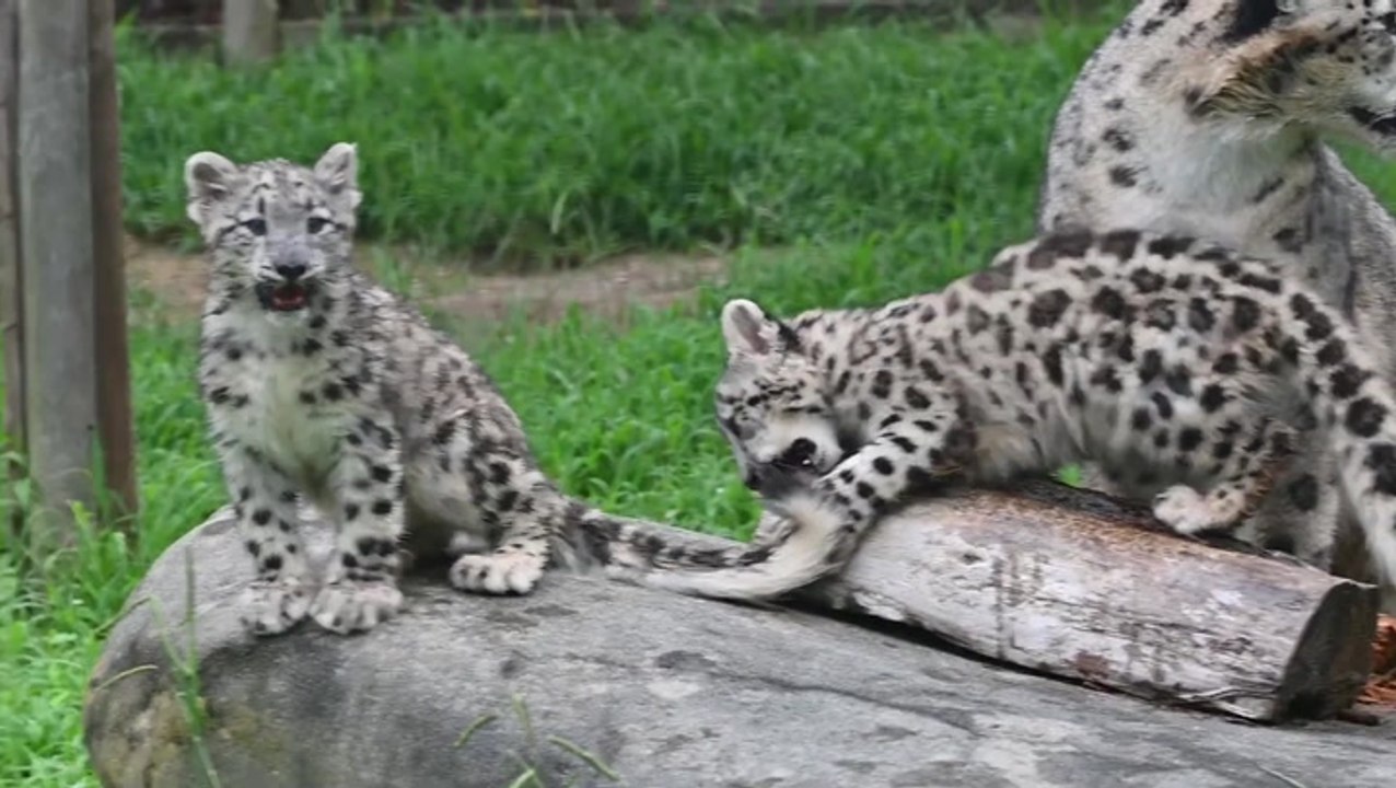 New snow leopard cubs play with mother at Metro Richmond Zoo in Virginia