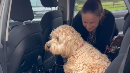 'She Loves Cars!' - Stubborn puppy does NOT want to leave the car