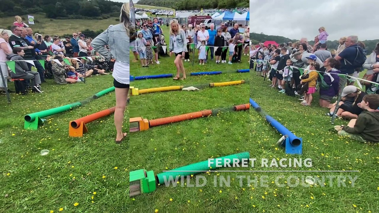 Ferret Racing - video Dailymotion