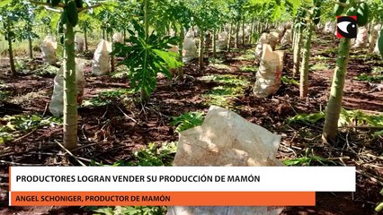Productores logran vender su producción de mamón