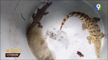 Encuentran criadero ilegal de cocodrilos en Moca | El Show del Mediodía