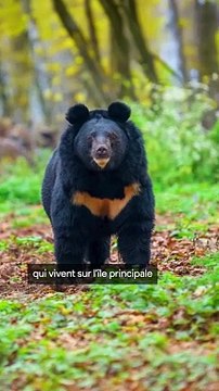 La Guerre des Loups Robot contre les Ours au Japon