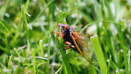 Something Phenomenal Happens at 3-40 AM – Sadhguru __ Brahma Muhurtam