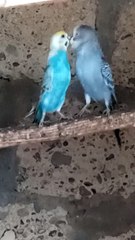 Beautiful Love birds  budgies