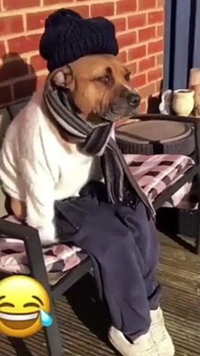 Dog Funny