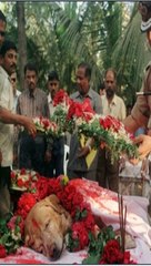 * Zanjeer: El Héroe Canino que Salvó Miles de Vidas en Bombay