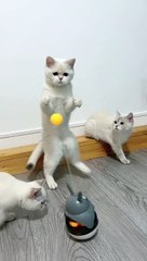 Cats activity