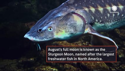 Catching a rare seasonal blue moon rising on Aug. 19