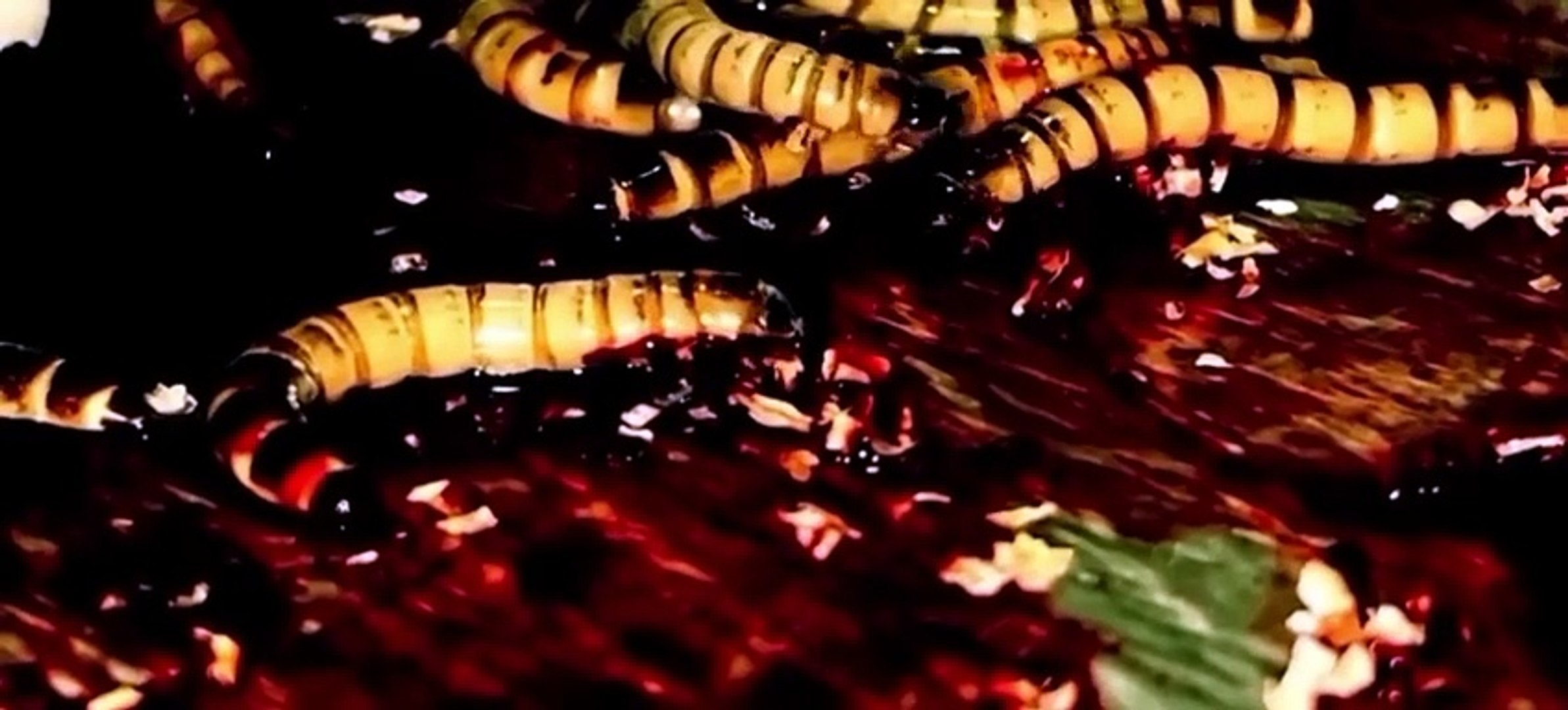 Trypophobic Posession Blu-ray初回版　完売 ホラー Trypophobic Posession Blu-ray初回版完売 ホラー