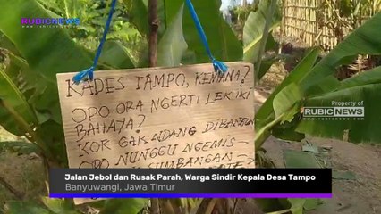 Jalan Desa Jebol dan Rusak Parah, Warga Tanam Pohon Pisang Serta Sindir Kepala Desa Tampo Banyuwangi
