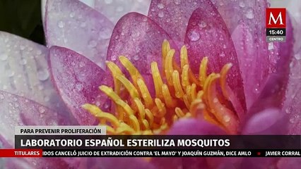 Investigadores en España están esterilizando mosquitos para disminuir su población
