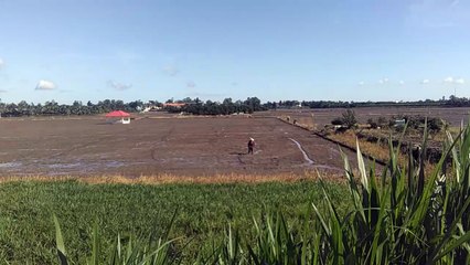 Sow rice variety by machine - Semer des variétés de riz à la machine -زراعة أصناف الأرز بالماكينة