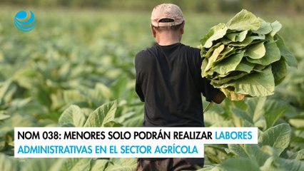NOM 038: Menores solo podrán realizar labores administrativas en el sector agrícola