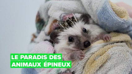 L'hôtel pour hérissons