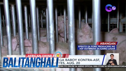 Vaccination sa mga baboy kontra-ASF, sisimulan sa Martes, Aug. 20 | Balitanghali