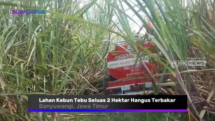 Lahan Kebun Tebu Seluas 2 Hektar Milik PT Perkebunan Markati Hangus Terbakar, Ternyata Ini Penyebabnya