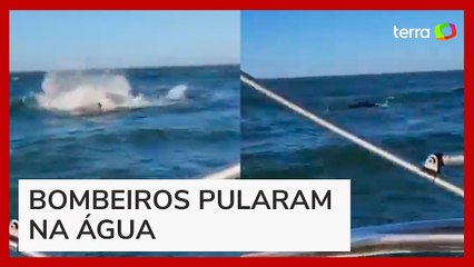 Baleia-jubarte presa em rede é resgatada por bombeiros no litoral de SC