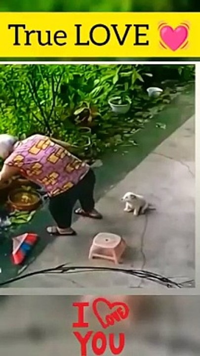 Cute Dog