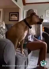 #Must watch video #cheak Dog reaction #
