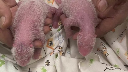 홍콩 판다 '최고령 출산' 화제..."사람 57세 해당" / YTN