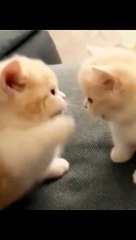 Cute kitties