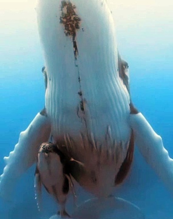 Marine Animals | Whales With Their Calf | Sea Life Explorer