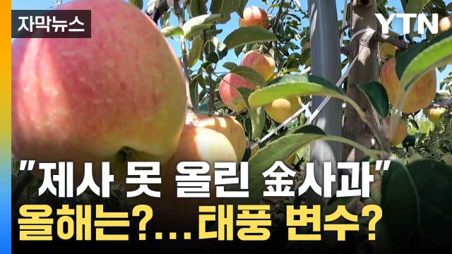 [자막 뉴스] 제사 못 올린 金사과 올해는?...태풍 변수 / YTN